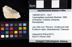 Foto (Objket + Etiketten) von Cracensigillatus acutirostris (Moericke, 1889) 